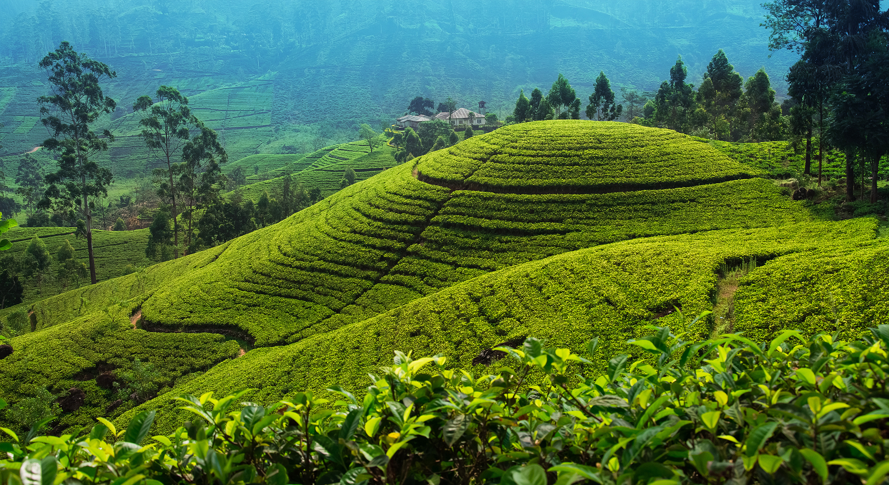 Tea Country Trails: Hiking Through Sri Lanka's Hill Country