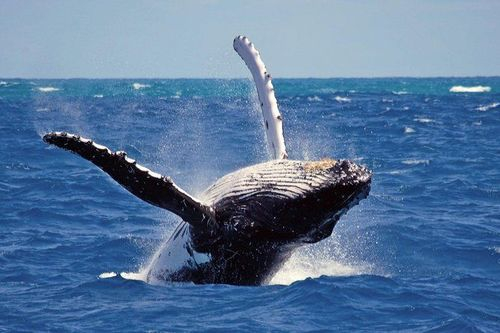 Mirissa Whale & Dolphin Watching Cruise