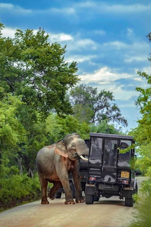 Yala National Park