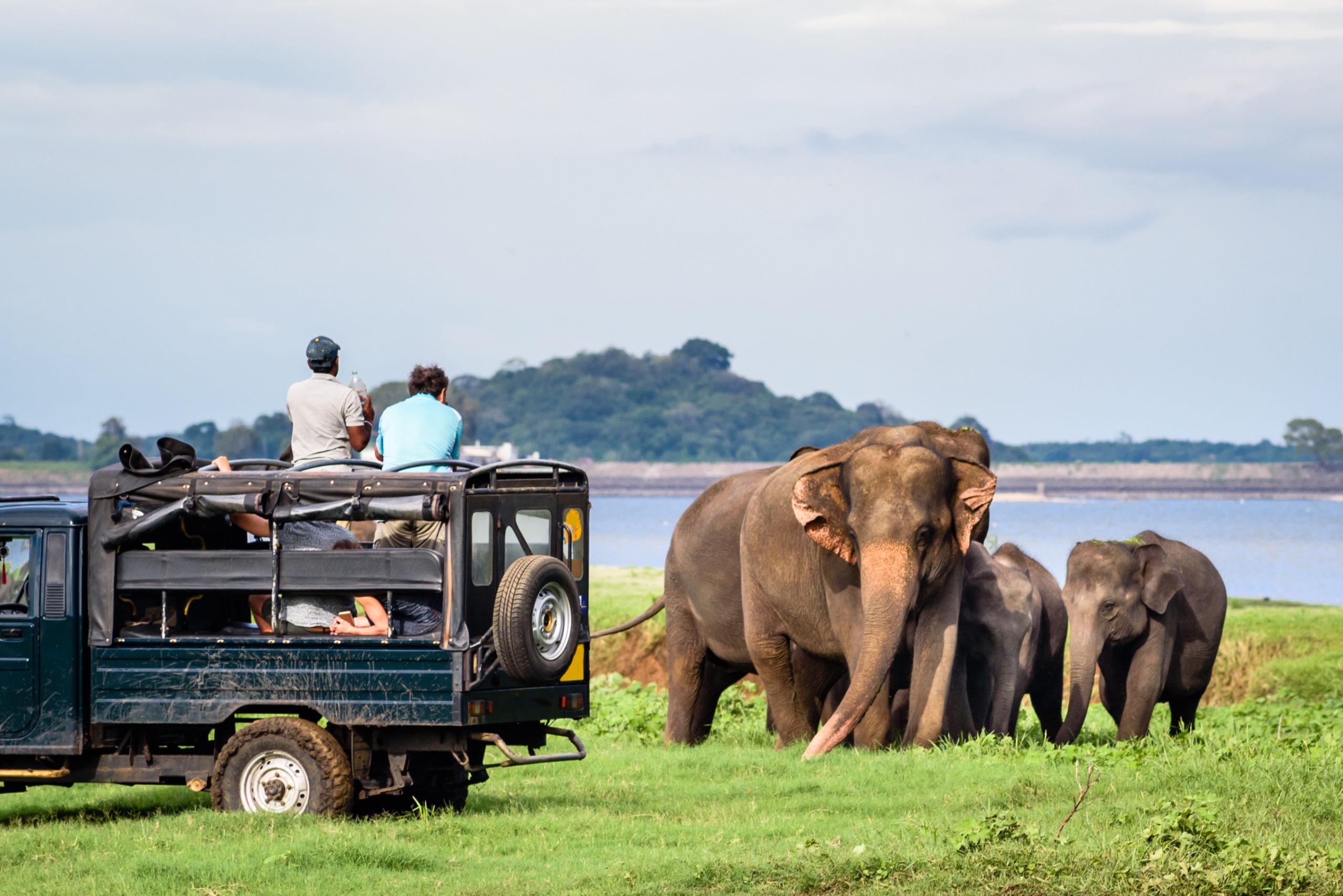 Safari Encounters
