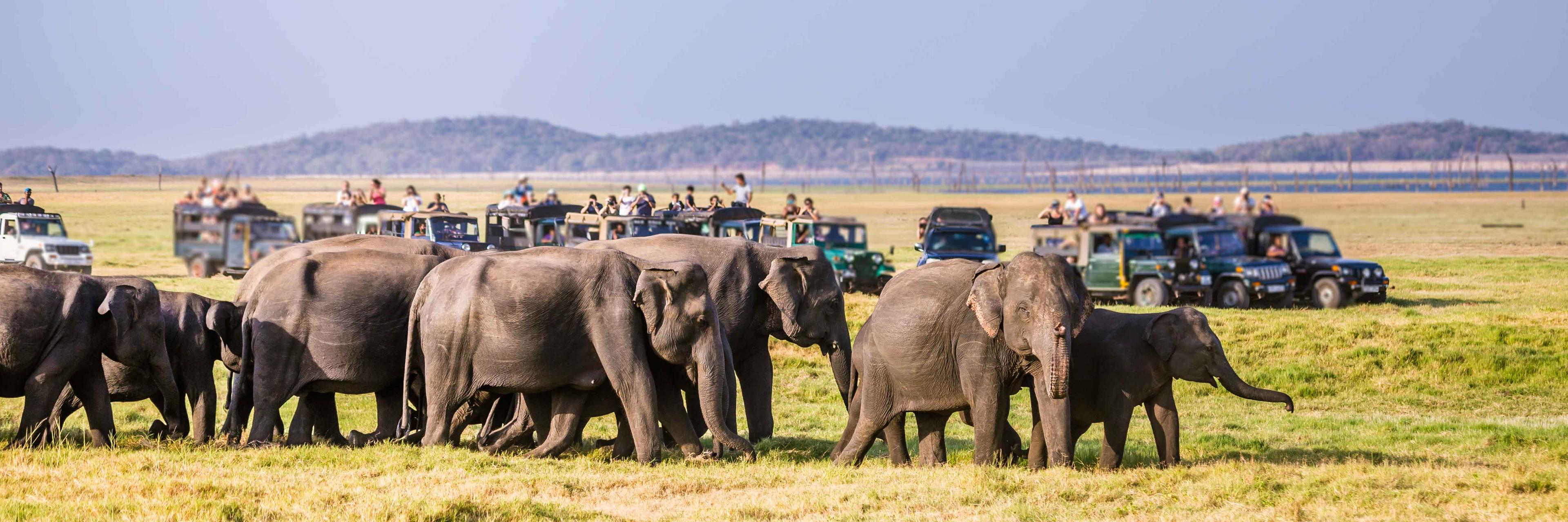 Wildlife Safari Guide: Yala, Udawalawe & Beyond