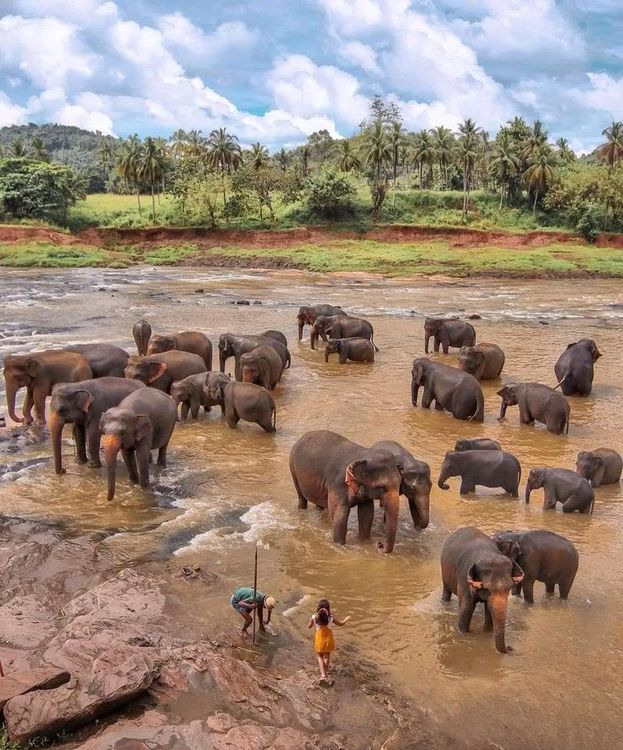 Pinnawala Elephant Orphanage