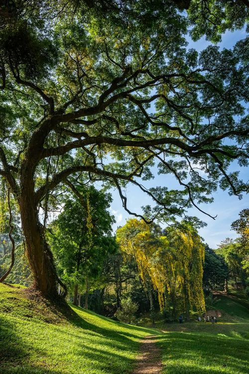 Peradeniya Botanical Gardens
