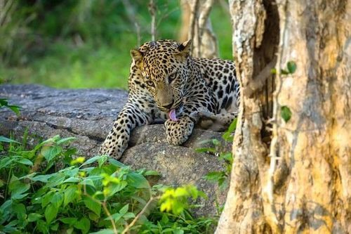 Minneriya National Park